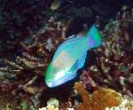 Bleekers Parrotfish, Žalia Parrotfish
