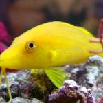 Goldsaddle Goatfish (Žltá Goatfish)