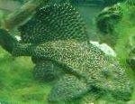 Фото Аквариумные Рыбки Глиптоперихт парчовый, Glyptoperichthys gibbiceps, пятнистый