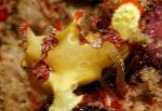 Photo Warty frogfish (Clown frogfish), Antennarius maculatus, Spotted