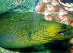 Anguila Verde