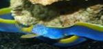 Photo Aquarium Fish blue ribbon eel, Rhinomuraena quaesita, Blue