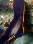 Photo Pinnatus Batfish, Platax pinnatus, Black