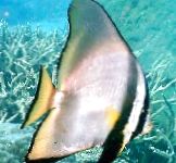 fotografie Akvarijné Ryby Pinnatus Batfish, Platax pinnatus, pruhované
