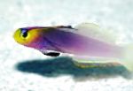 fénykép Akváriumi Halak Helfrich Firefish, Nemateleotris helfrichi, Lila
