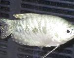 Järvikala Trichogaster Trichopterus Trichopterus kuva