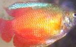 Bilde Akvariefisk Dverggurami, Colisa lalia, rød