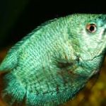 Photo Aquarium Fish Dwarf Gourami, Colisa lalia, Green