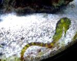 Photo Aquarium Fish Tiger tail seahorse, Hippocampus comes, Yellow