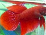 fotografija Siamski Boji Ribe, Betta splendens, rdeča