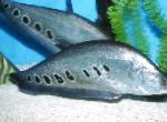 Bohóc Knifefish
