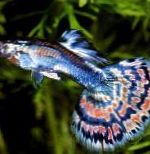 fotoğraf Akvaryum Balıkları Lebistes, Poecilia reticulata, rengârenk