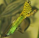 Foto Akvārija Zivis Guppy, Poecilia reticulata, zaļš