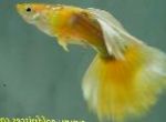 Photo Aquarium Fish Guppy, Poecilia reticulata, Yellow
