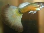Photo Aquarium Fish Guppy, Poecilia reticulata, Gold