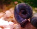 Photo Freshwater Clam Ramshorn Snail, Planorbis corneus, grey
