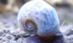 სურათი წყლის მოლუსკები Ramshorn Snail, Planorbis corneus, კრემისფერი