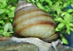 სურათი წყლის მოლუსკები Japanese Trapdoor Snail (აუზის), Viviparus, კრემისფერი