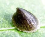 River Limpet characteristics and care