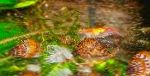 Foto Slatkovodna školjka Melanoides Granifera, bež