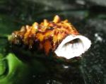 édesvízi kagyló hosszúkás spirál Pachymelania Byronensis fénykép