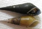 Long Nose Snail карактеристике и брига