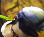 Photo Freshwater Clam Mystery Snail, Apple Snail, Pomacea bridgesii, blue