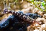Matano Tiiger Krevetid, Kuus Banded Sinine Bee