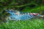 蓝珍珠虾