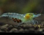 Foto Akvaarium Magevees Elavad Koorikloomad Nektariin Krevetid, Marmoreeritud Kääbus Krevetid, Redback Krevetid, Neocaridina palmata, sinine
