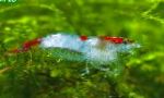 φωτογραφία ενυδρείο καρκινοειδή του γλυκού νερού Rili Γαρίδες γαρίδα, Neocaridina heteropoda sp. Rili, μπλε