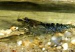 Photo Aquarium Freshwater Crustaceans Macrobrachium shrimp, grey