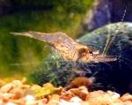 Nuotrauka Akvariumas Gėlavandeniai Vėžiagyviai Perlinės Spiečius Krevetės, Desmocaris trispinosa, rudas