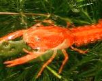 Mexican Dvergur Appelsína Crayfish