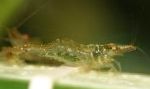 фотографија Акваријум Слатководни Ракови Cherry Shrimp шврћа, Paratya australiensis, браон