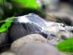 照 水族馆 淡水甲壳动物 樱花虾, Paratya australiensis, 蓝色
