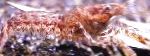 Foto Akvaarium Magevees Elavad Koorikloomad Cambarellus Diminutus jõevähk, pruun