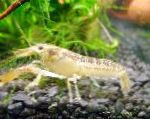 Photo Aquarium Freshwater Crustaceans Cambarellus Chapalanus crayfish, yellow