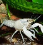 Photo Aquarium Crústaigh Fionnuisce Gliomach Swamp Dearg, Procambarus clarkii, bán