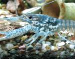 Photo Aquarium Crústaigh Fionnuisce Gliomach Mottled Dubh, Procambarus enoplosternum, gorm