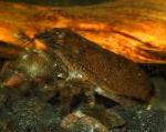 Фото Аквариум Пресноводные Ракообразные Креветка Атья Скабра креветки, Atya scabra, Atya margaritacea, коричневый