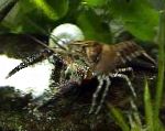 Foto Akvaarium Magevees Elavad Koorikloomad Procambarus Spiculifer jõevähk, pruun