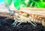 φωτογραφία ενυδρείο καρκινοειδή του γλυκού νερού Procambarus Spiculifer καραβίδα, καφέ