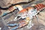 φωτογραφία ενυδρείο καρκινοειδή του γλυκού νερού Procambarus Toltecae καραβίδα, κόκκινος