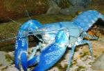 Photo Aquarium Freshwater Crustaceans Cyan Yabby crayfish, Cherax destructor, blue