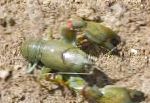 Foto Aquarium Süßwasser-Krebstiere Cyan Yabby flusskrebs, Cherax destructor, grün