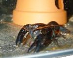 შავი Lobster