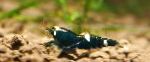 fotografie Akvárium Sladkovodné Kôrovce Včela Krevety skrček, Caridina cantonensis sp.Bee, čierna