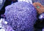 花盆珊瑚