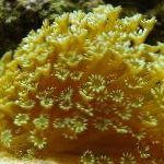Photo Aquarium Pot De Fleurs De Corail, Goniopora, jaune